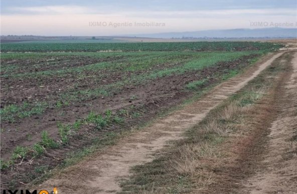 Vanzare teren agricol 15000mp, Nord, Bacau