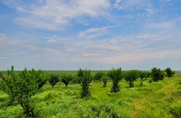 Teren Intravilan, 9,5 ha, 25 KM de Timisoara