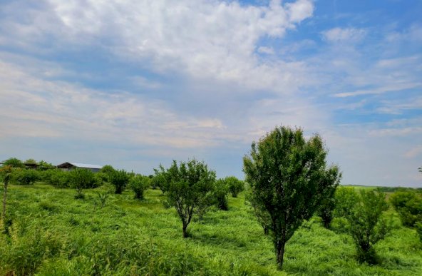 Teren Intravilan, 9,5 ha, 25 KM de Timisoara