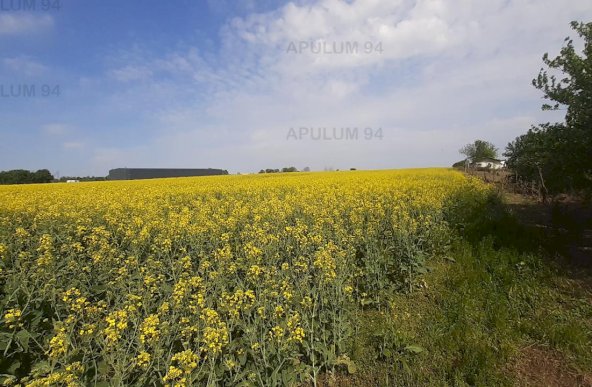 Vanzare Teren Agricol ,zona 1 Decembrie ,strada Gloriei ,9.500 €