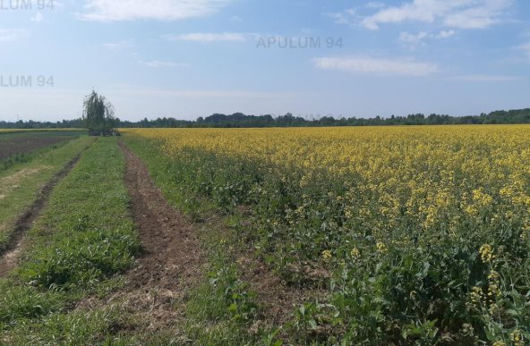 Vanzare Teren Agricol ,zona 1 Decembrie ,strada Gloriei ,9.500 €