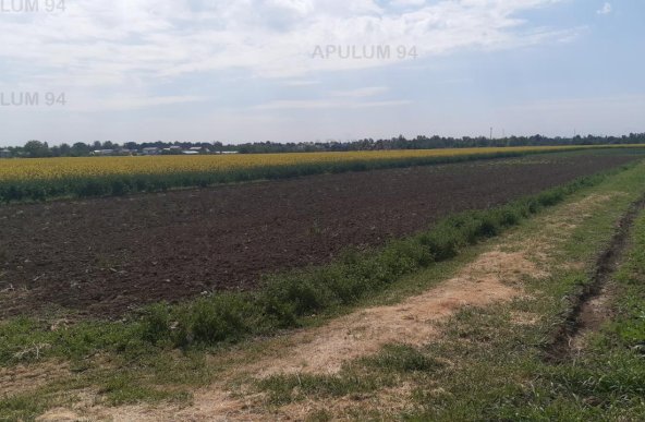 Vanzare Teren Agricol ,zona 1 Decembrie ,strada Gloriei ,9.500 €