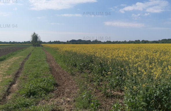 Vanzare Teren Agricol ,zona 1 Decembrie ,strada Gloriei ,9.500 €