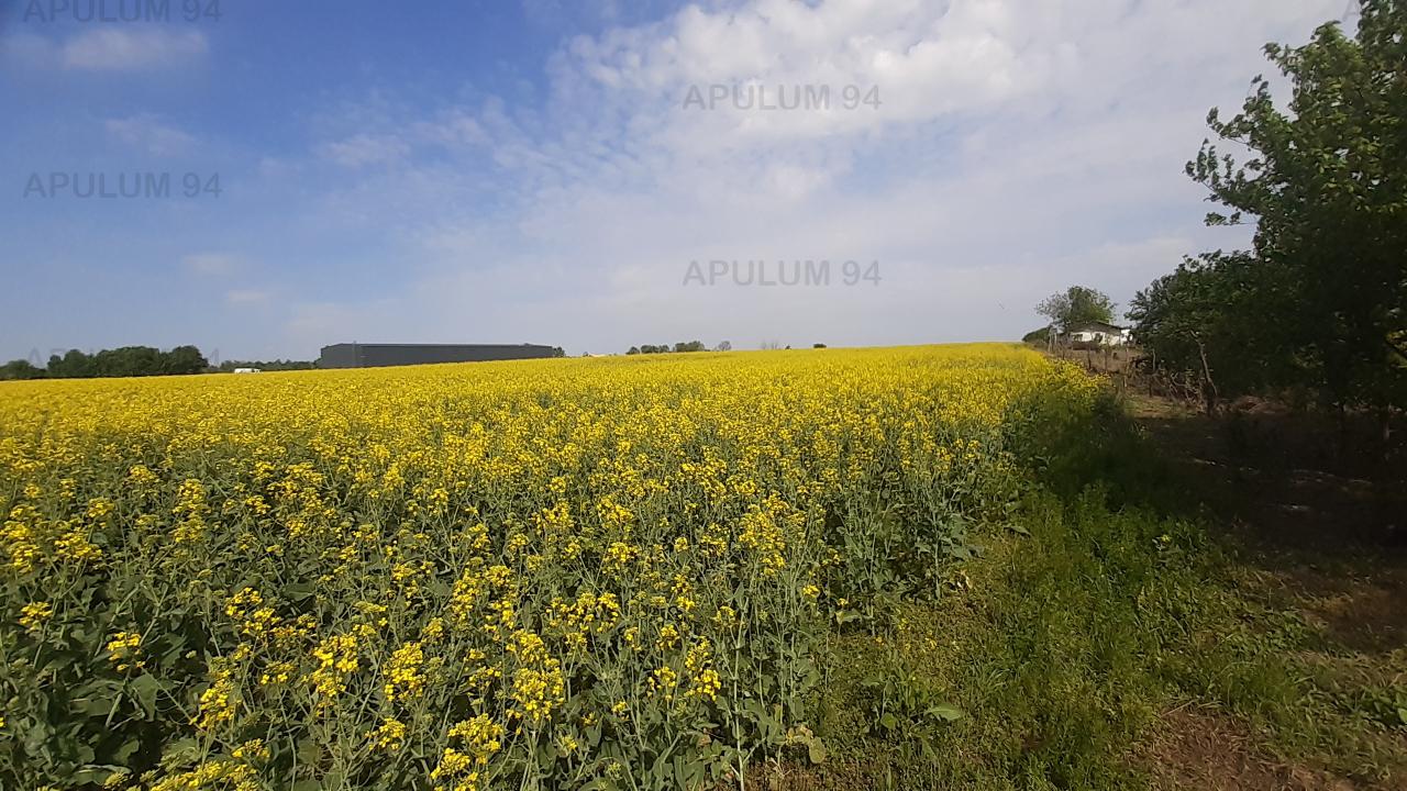 Vanzare Teren Agricol ,zona 1 Decembrie ,strada Gloriei ,9.500 €