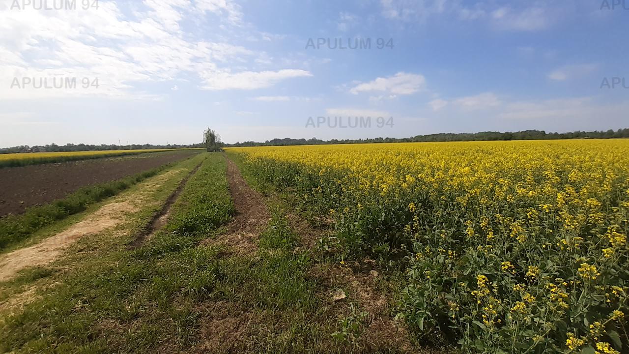 Vanzare Teren Agricol ,zona 1 Decembrie ,strada Gloriei ,9.500 €