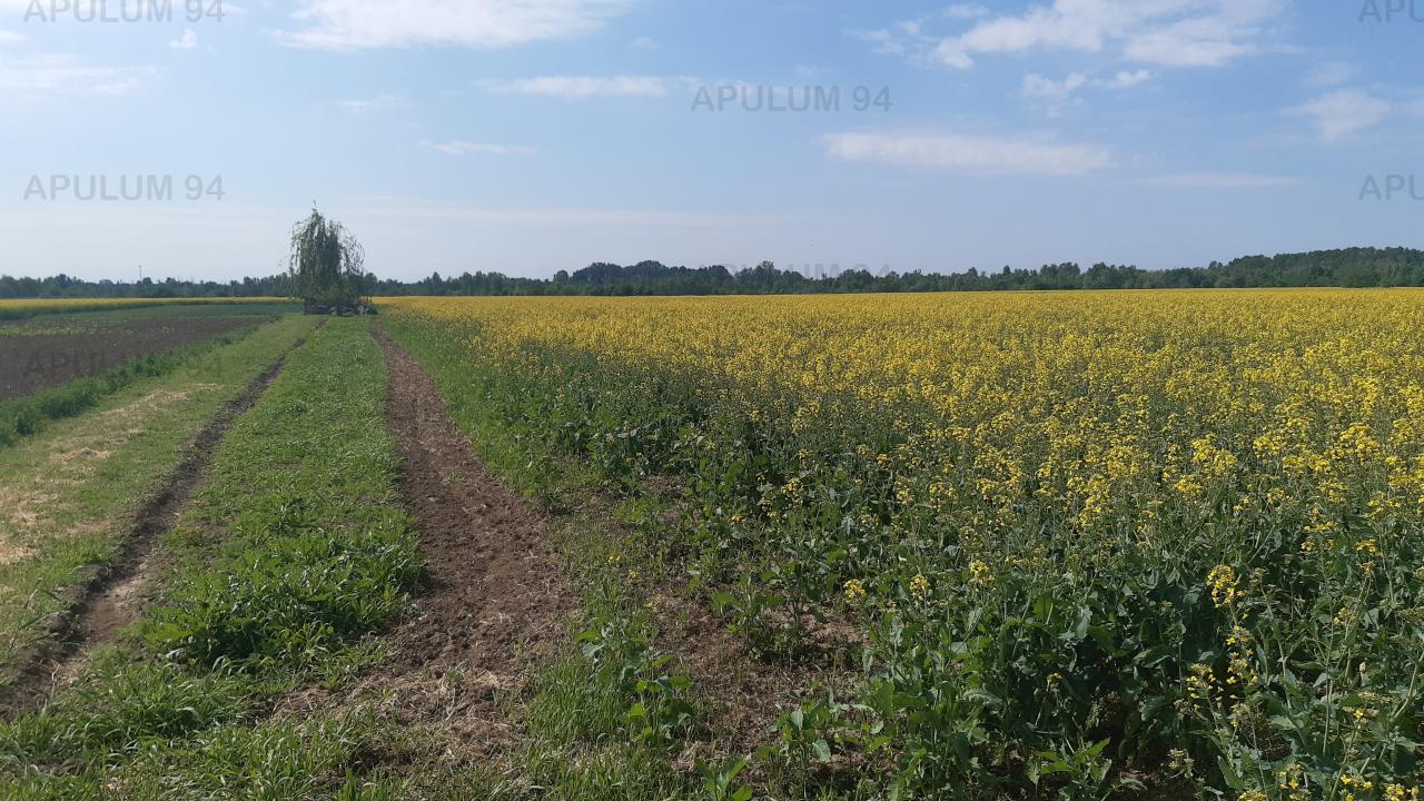 Vanzare Teren Agricol ,zona 1 Decembrie ,strada Gloriei ,9.500 €