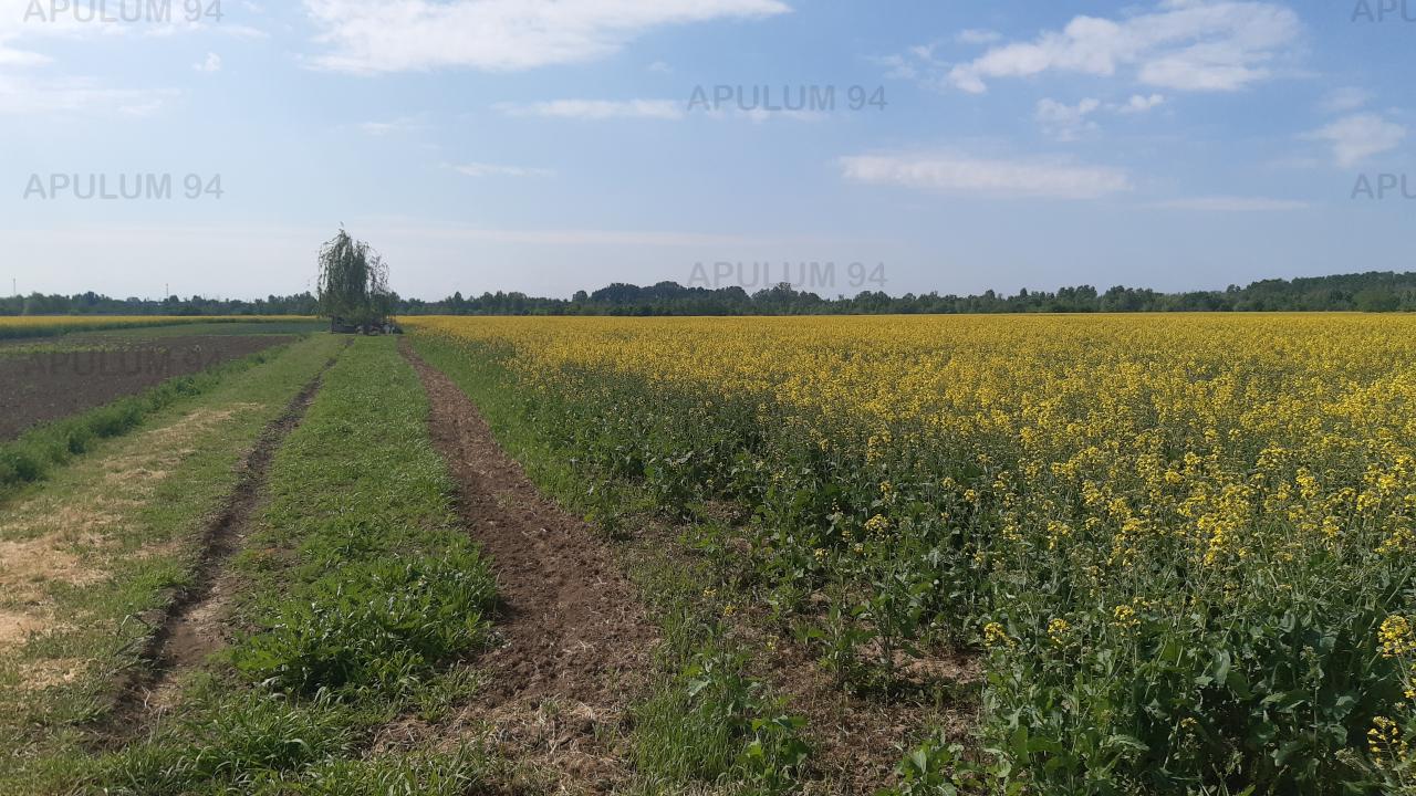 Vanzare Teren Agricol ,zona 1 Decembrie ,strada Gloriei ,9.500 €